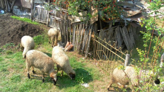 Овчари роптаят, че не извозват труповете  