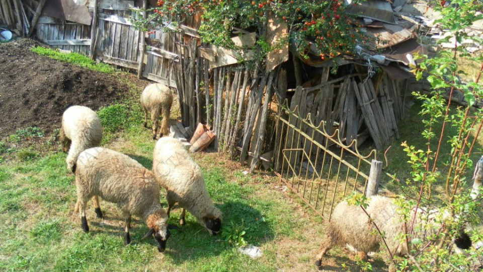 Овчари роптаят, че не извозват труповете   | StandartNews.com