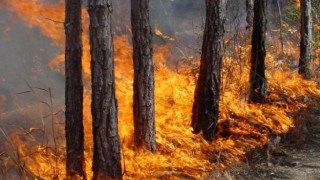  9 пожара гасиха за 24 часа в Пиринско