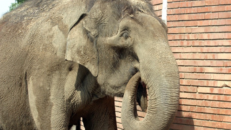 От Зоопарка разкриха: Слоницата Артайда надушила отровата | StandartNews.com