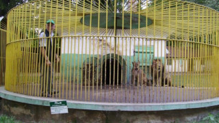 Седем лъва ръмжат в зоокъта в Разград
