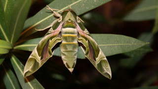 Редки пеперуди се излюпиха в Природонаучния музей в Бургас