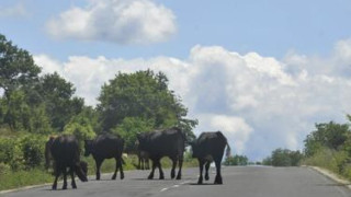 Крави и коне на „паша” по шосетата край Разлог