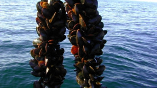 Върнаха в морето над 100 кг бракониерски миди