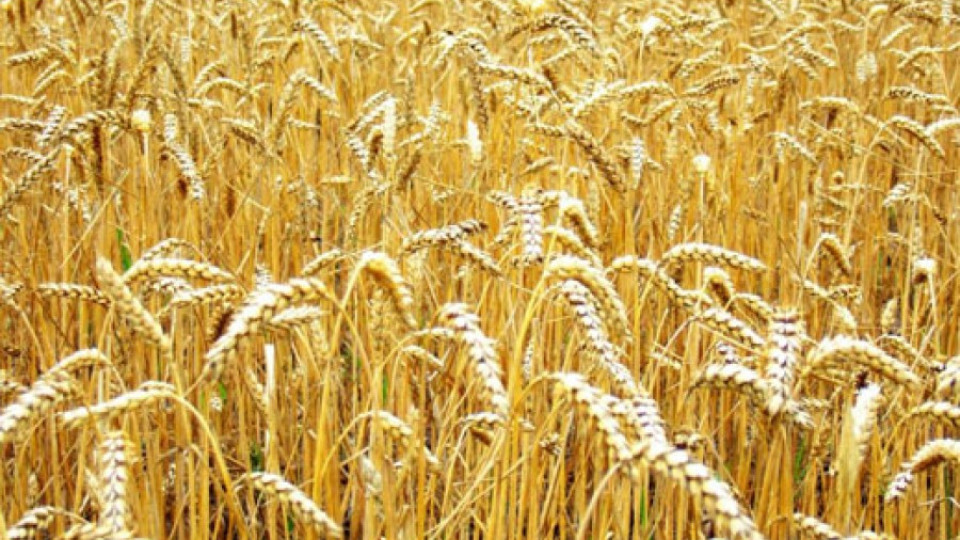 Търговията със зърно замря, чакат по-високи цени | StandartNews.com