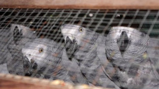 Митничари осуетиха трафик на папагали