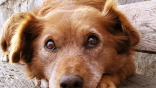 20 смъртни случая на кучета за денонощие край Елена
