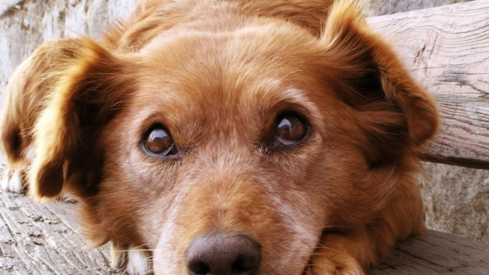 20 смъртни случая на кучета за денонощие край Елена | StandartNews.com