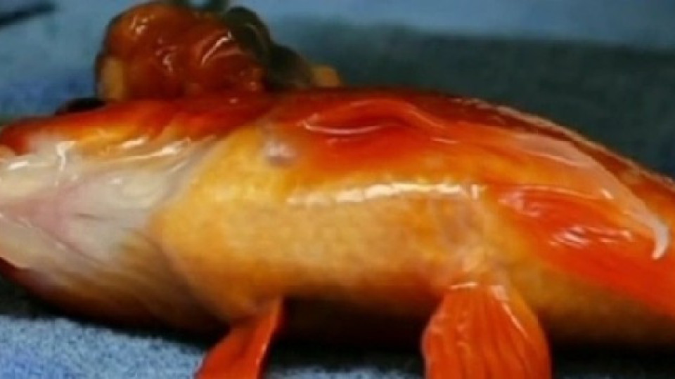 Отстраниха успешно тумор в мозъка на златна рибка | StandartNews.com