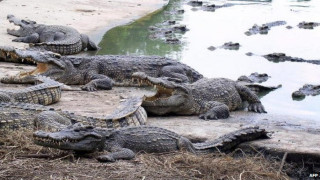 Тайландка се самоуби в езеро с крокодили