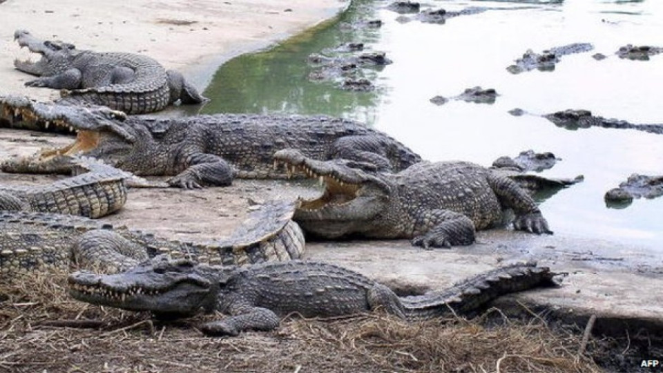 Тайландка се самоуби в езеро с крокодили | StandartNews.com