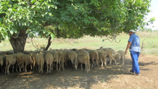 2600 овце и 47 крави в Кърджалийско са  умрели от „син език”