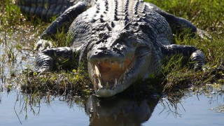 Подпийнал австралиец победи крокодил