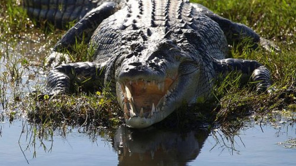 Подпийнал австралиец победи крокодил | StandartNews.com