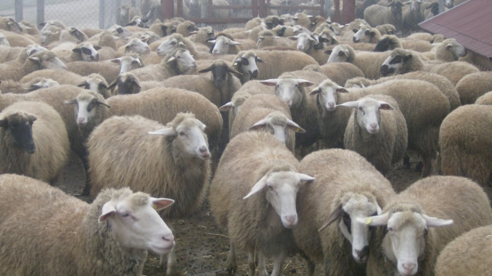 Стръвница нападна стадото на Яне Янев, уби две животни | StandartNews.com