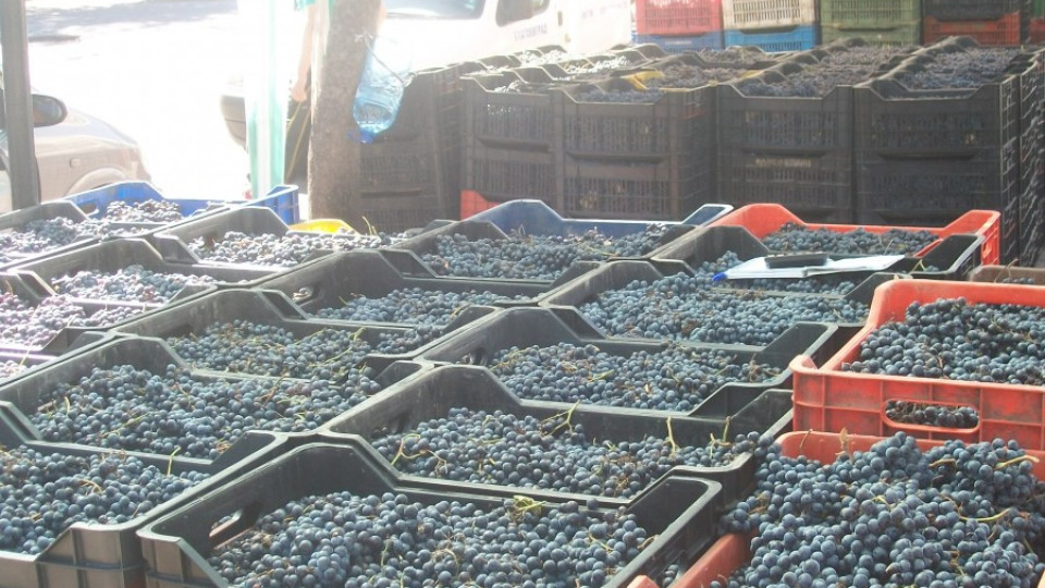 Търговията с гроздето тръгна с 1,20 лв. за кг | StandartNews.com