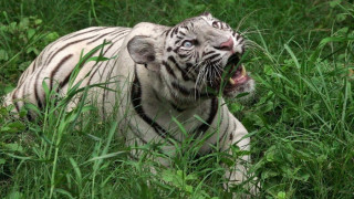 Младеж беше разкъсан от бял тигър в зоопарк