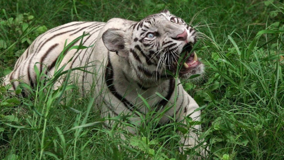 Младеж беше разкъсан от бял тигър в зоопарк | StandartNews.com