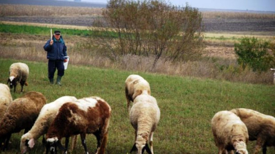 „Син език” уби 1030 животни в Пиринско | StandartNews.com