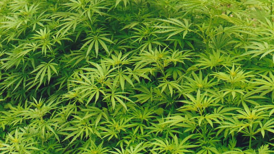 В Благоевград се обявиха срещу легализирането на марихуаната  | StandartNews.com