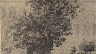 Пиринско гласува за чинар в конкурса „Дърво с корен”