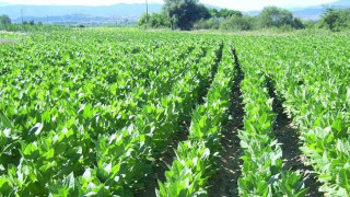 Тютюнджии очакват изкупуването на реколтата да стартира в края на октомври 