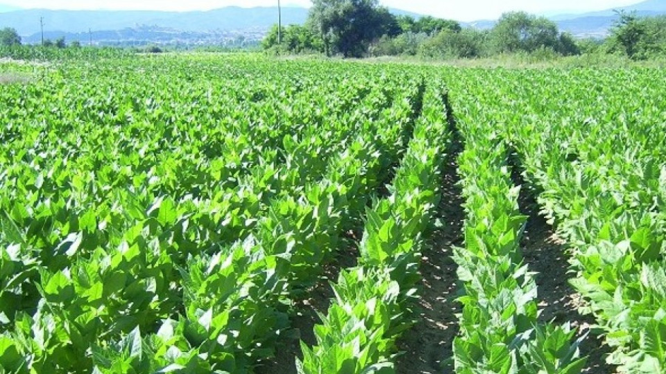 Тютюнджии очакват изкупуването на реколтата да стартира в края на октомври  | StandartNews.com