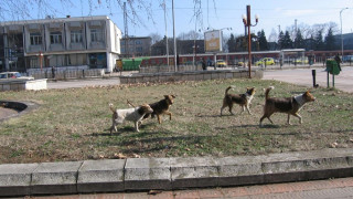 Глоби за куче в парка