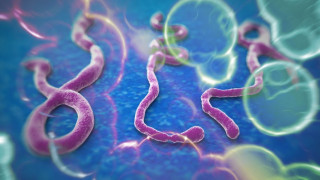 Испанка се е заразила с ебола в страната си