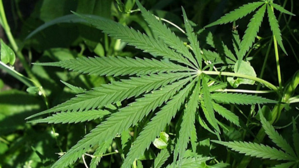 Конфискуваха 2,5 тона марихуана в опаковки от бисквити | StandartNews.com