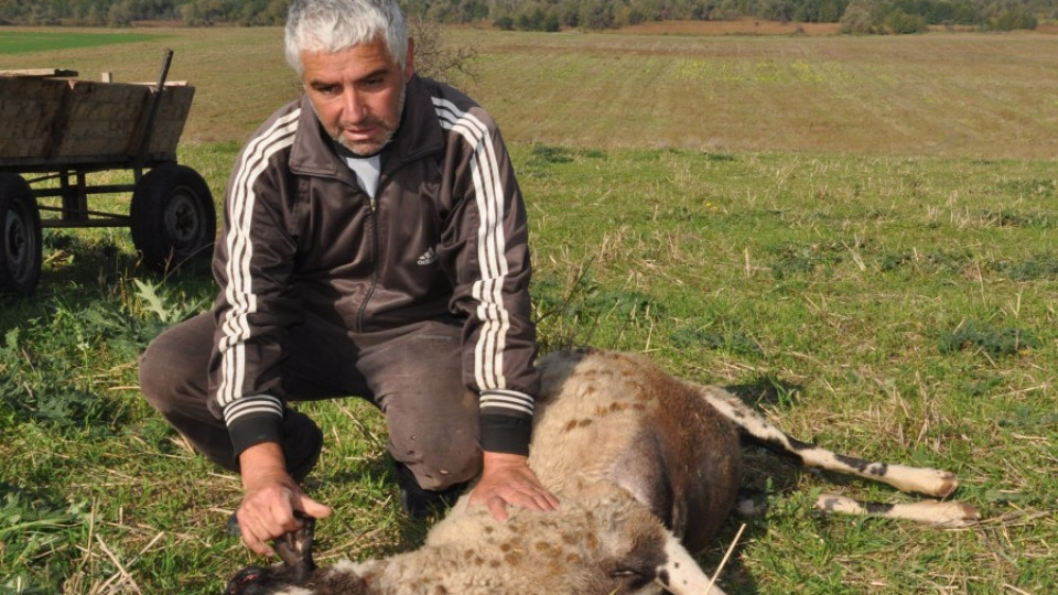 Село тръгва на хайка за вълци, 18 овце - фира | StandartNews.com