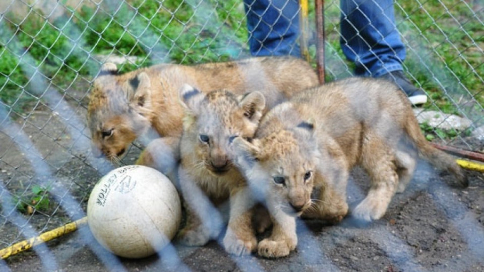 Продават малките лъвчета от разградския зоопарк | StandartNews.com