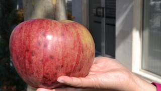 Ябълка-гигант отгледа общинар