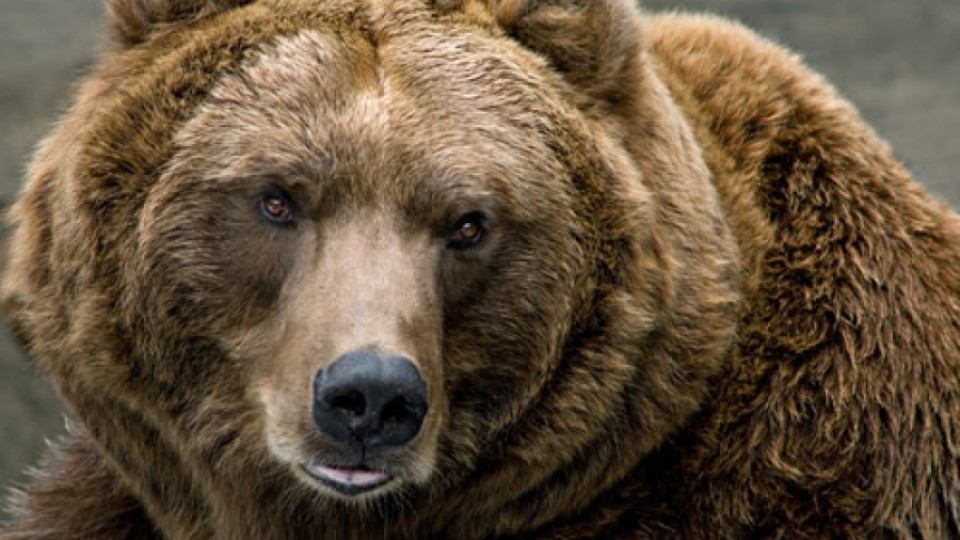 Гладна мечка слиза всяка нощ в Карлово | StandartNews.com