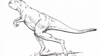 Гигантският прародител на кенгуруто не можел да скача