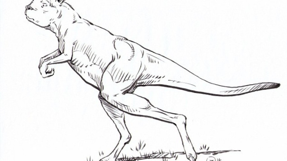 Гигантският прародител на кенгуруто не можел да скача | StandartNews.com