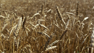 Русия забрани земеделския внос от Украйна