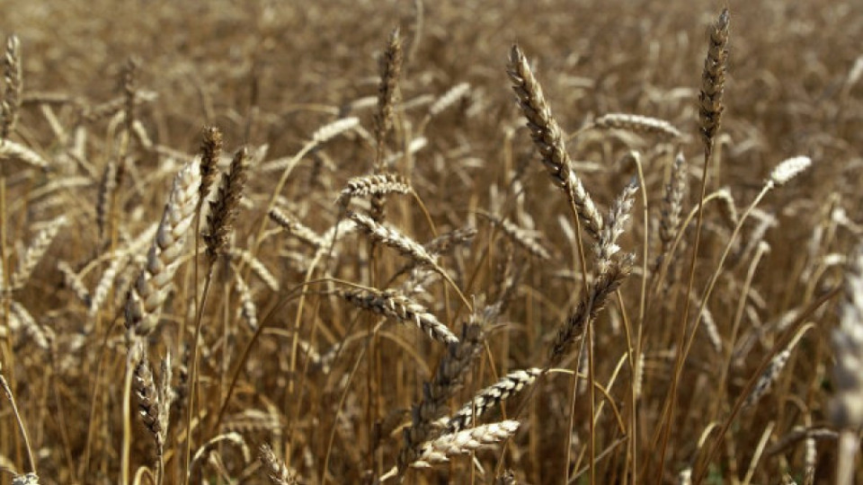 Русия забрани земеделския внос от Украйна | StandartNews.com