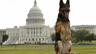 Нарушител прескочи оградата на Белия дом, спряха го кучета