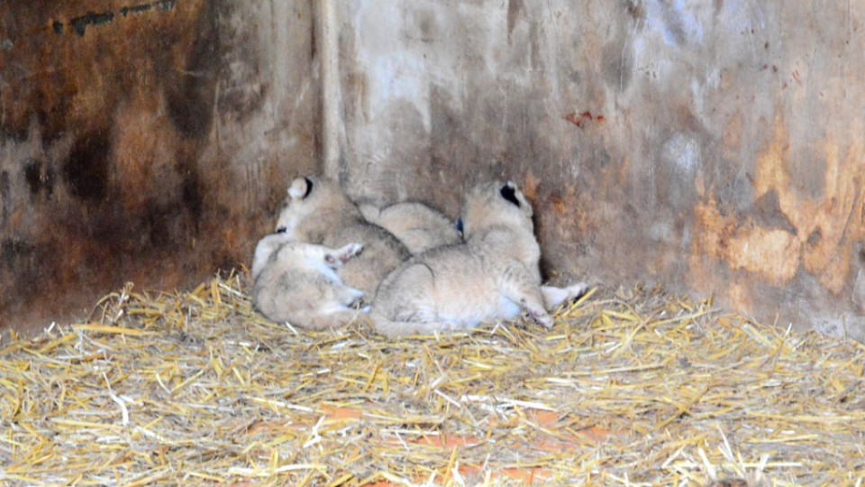Родиха се четири лъвчета във Варна | StandartNews.com
