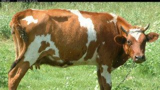 Кравите намаляха с 9% за седем години