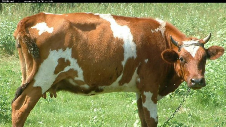 Кравите намаляха с 9% за седем години | StandartNews.com