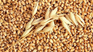 Износът на пшеница падна с 29 на сто
