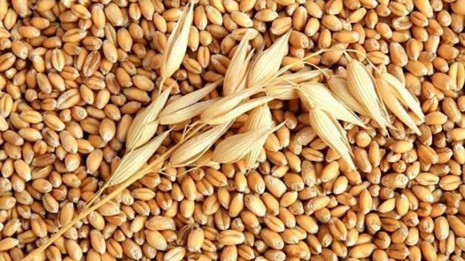 Износът на пшеница падна с 29 на сто | StandartNews.com