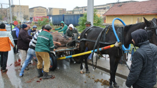 Смачкан кон в първите часове на акция „Скорост“ в Хасково