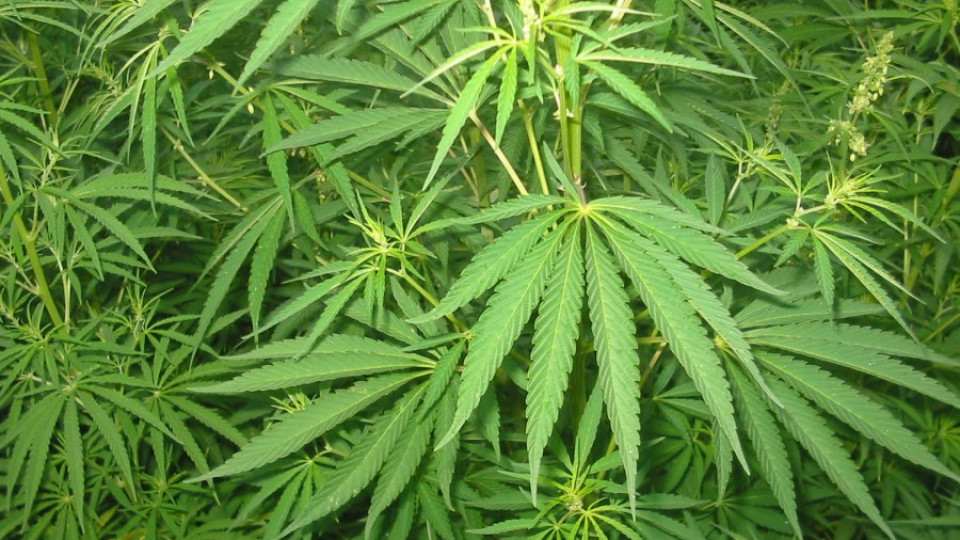 Референдум за марихуаната в столицата на САЩ | StandartNews.com