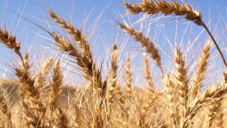 Турция сее БГ пшеница