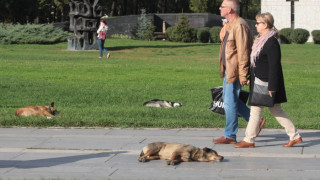 Слънчево време в началото на седмицата 