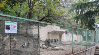 Обновяват благоевградския зоопарк догодина