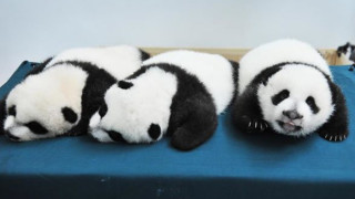 ВИДЕО: Единствените на света панди-тризнаци чукнаха 100 дни